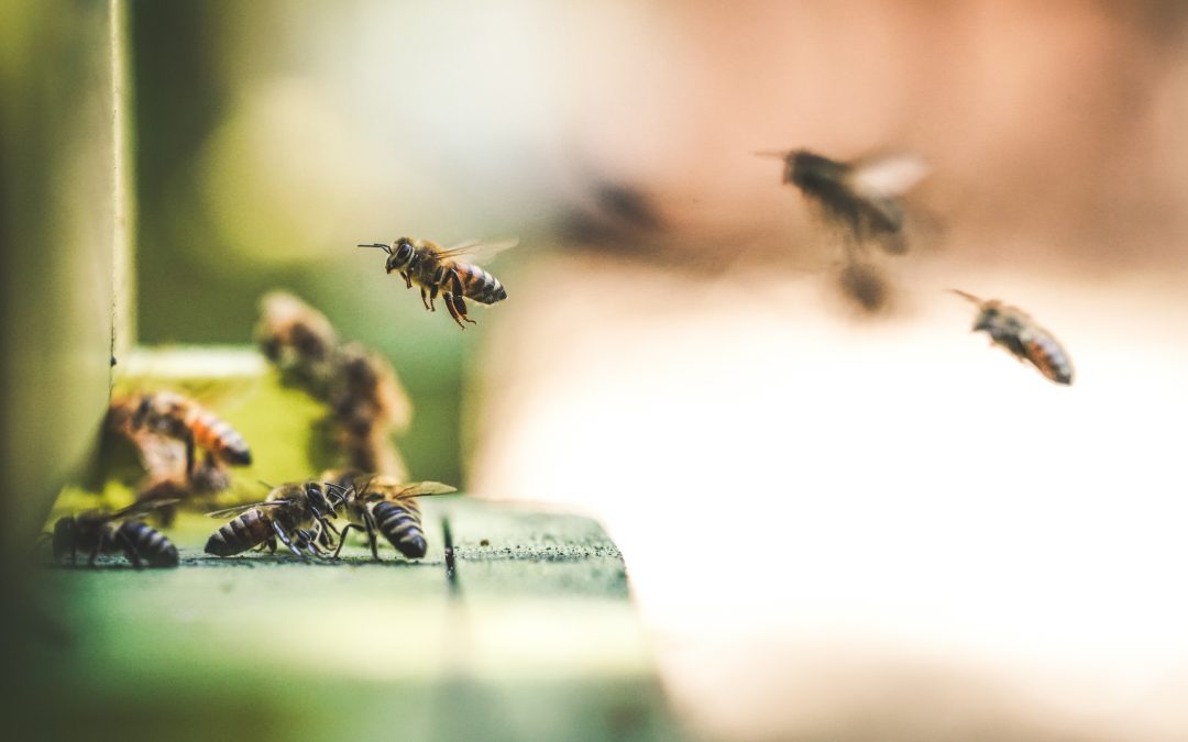 The Magic of Bees